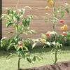 Product Thumbnail Image 5 of 9
