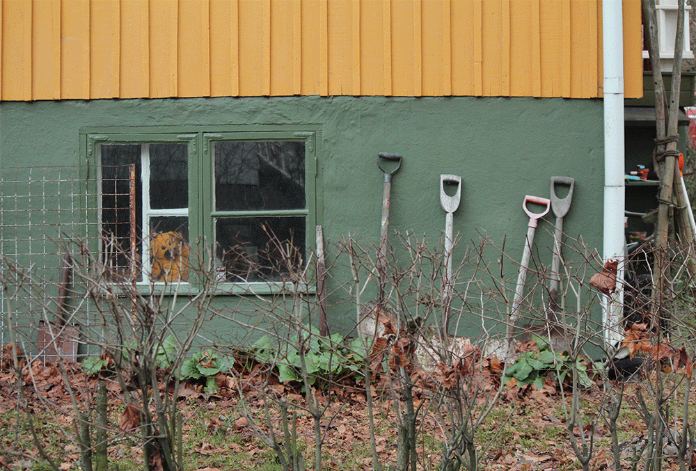 Gardening equipment leaning against the shed wall in the winter